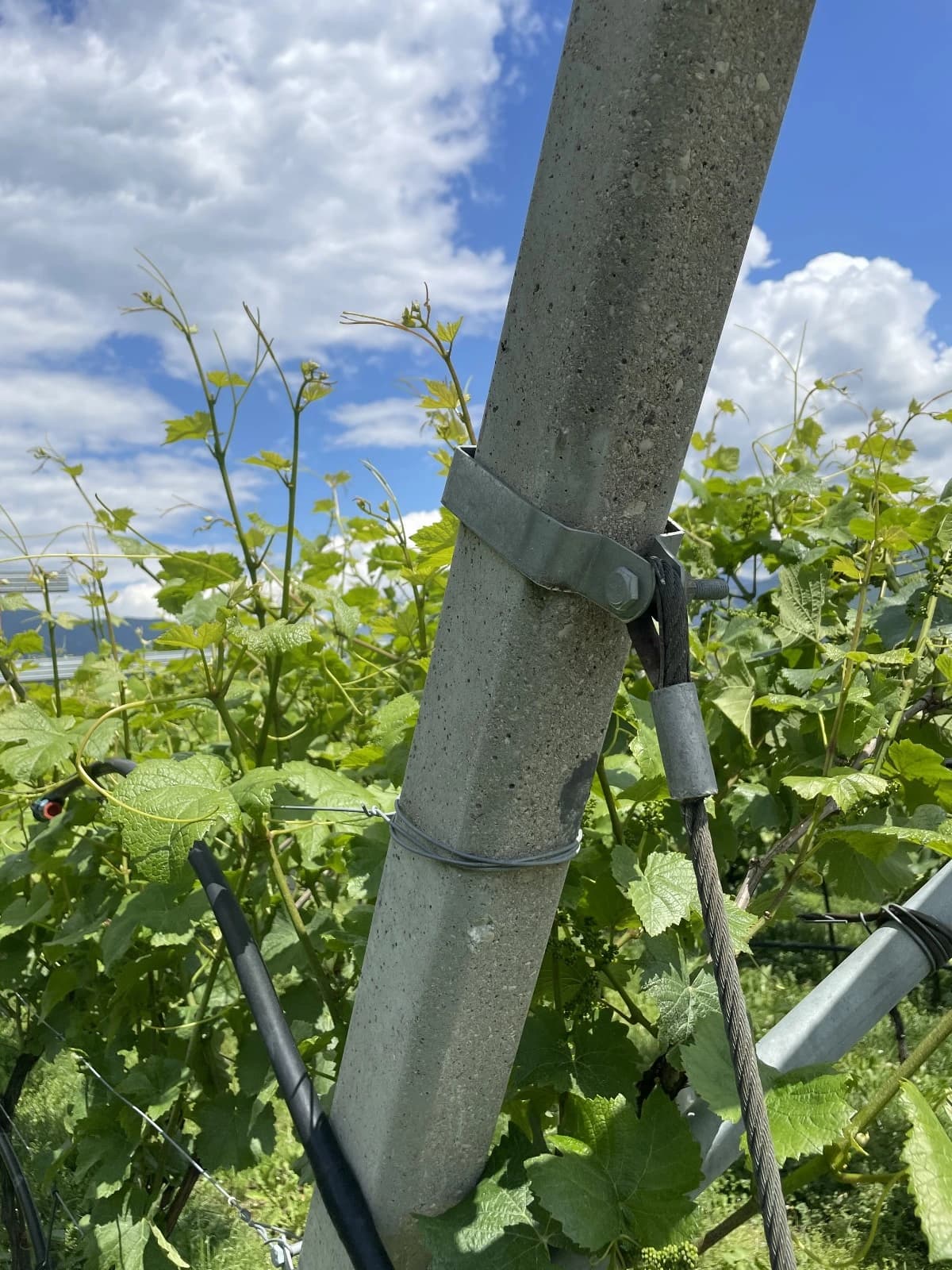 Collare quadrato di testa