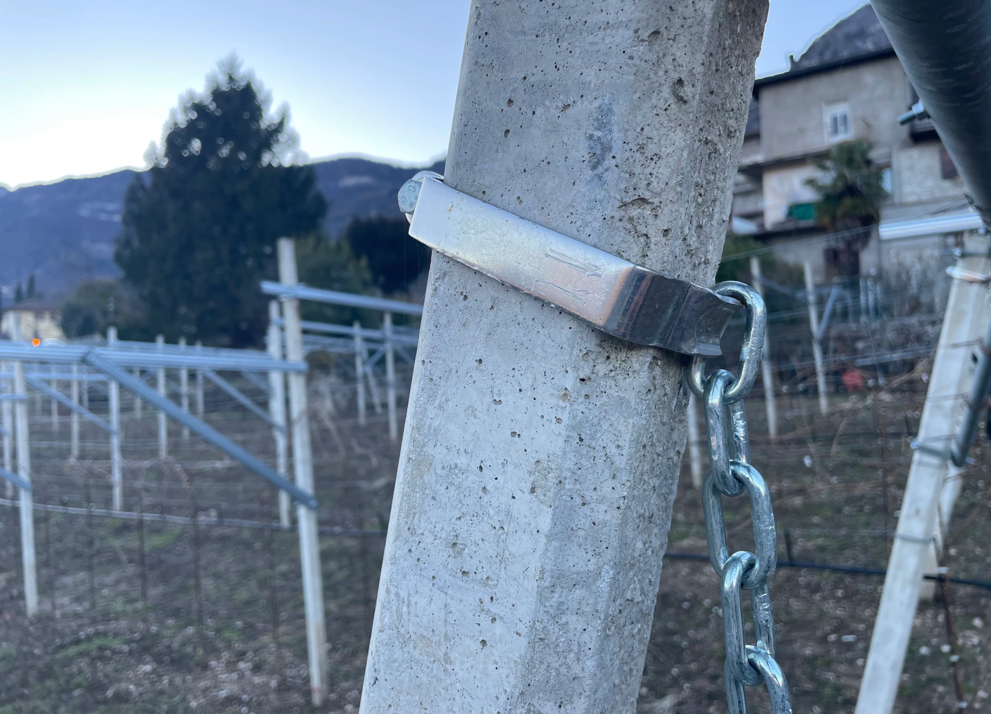 Collari di Testata