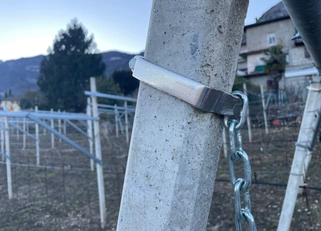 Collari di Testata